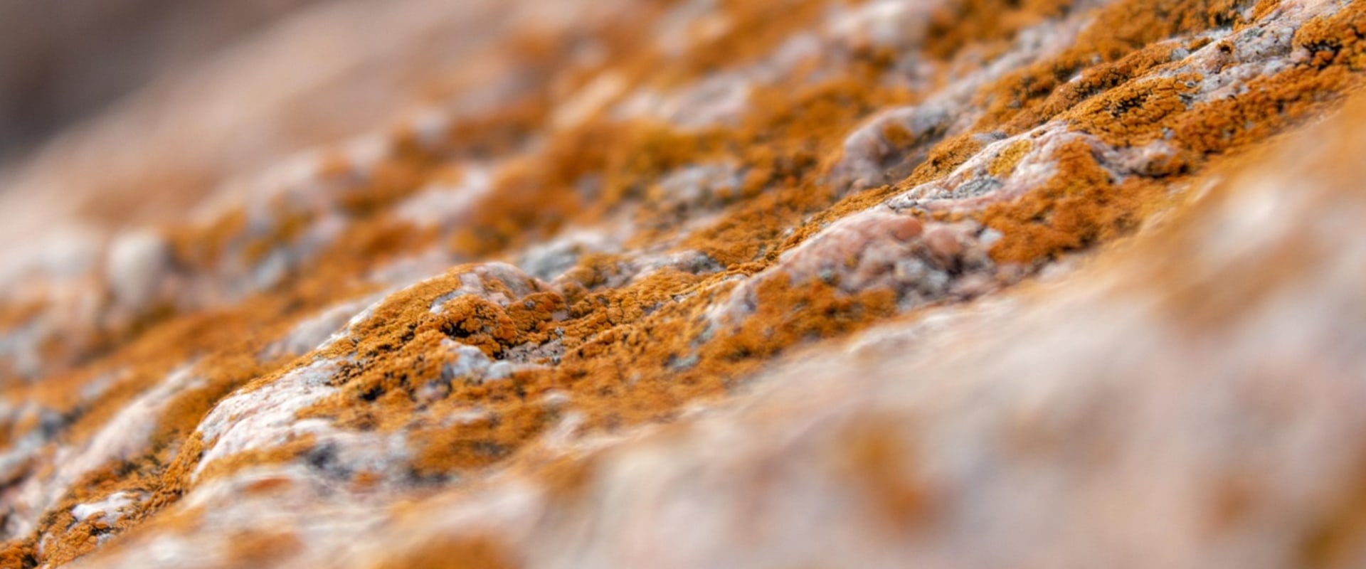 Charleston Property Solutions: Why Mold Removal Should Be a Top Priority for Your Home