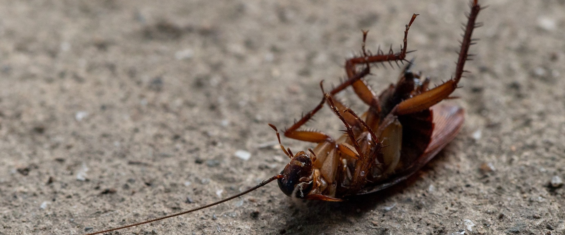 Effective Pest Prevention for Property Owners in Sheffield