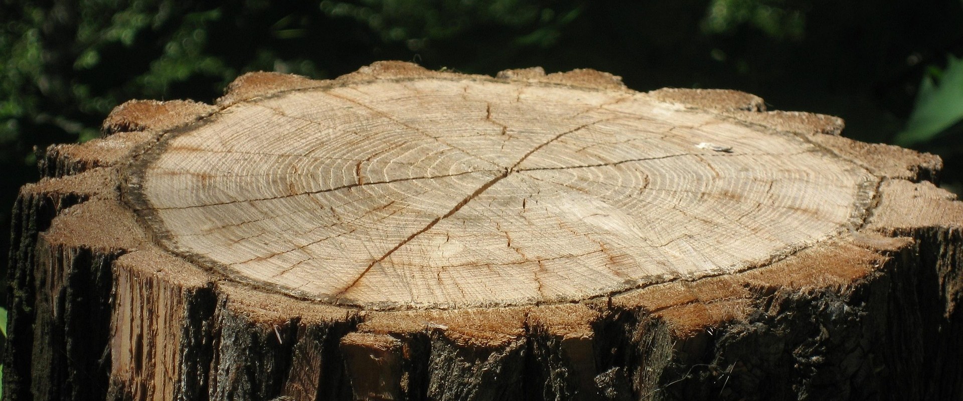 Property Solutions for Cleaner Outdoor Spaces: Expert Stump Grinding in Maysville, WV