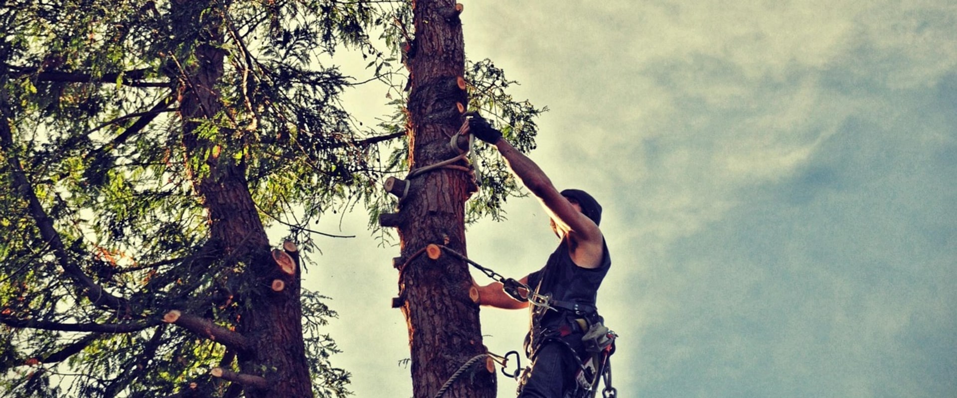 Professional Tree Removal Services in Portland