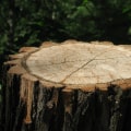 Property Solutions for Cleaner Outdoor Spaces: Expert Stump Grinding in Maysville, WV