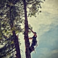 Professional Tree Removal Services in Portland