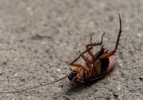 Effective Pest Prevention for Property Owners in Sheffield