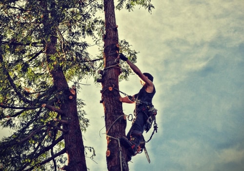 Professional Tree Removal Services in Portland